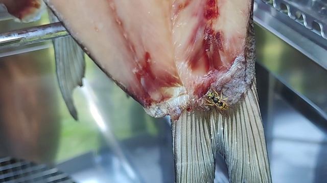 Балыки Рыбы в сушильном шкафу это очень быстро!