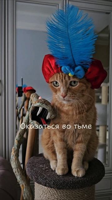 Из желаний все сотканы мы
#алладин #котики #животные