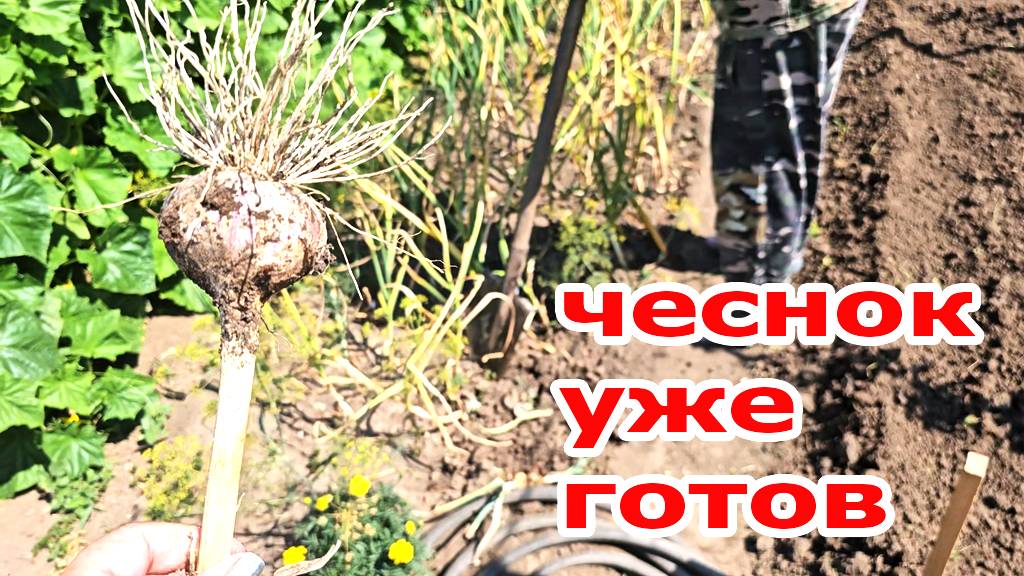 Дача.Вот уже и чеснок выкопали.Съездили в гости.Не заметим и как лето пролетит,а так не хочется