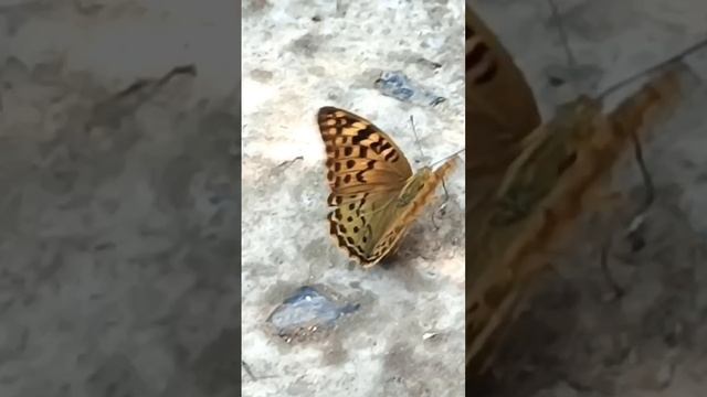 Замедленная съёмка бабочки.