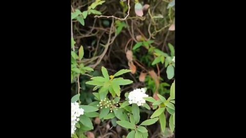 Шелест невидимой границы