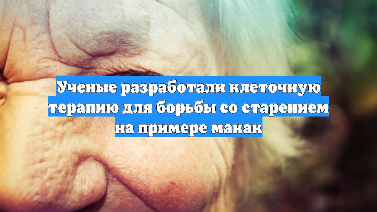 Ученые разработали клеточную терапию для борьбы со старением на примере макак