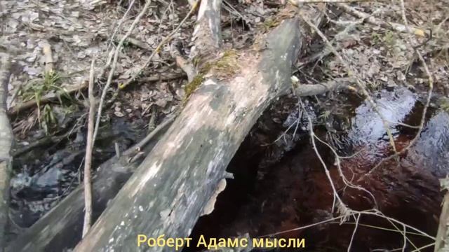 Роберт Адамс мысли