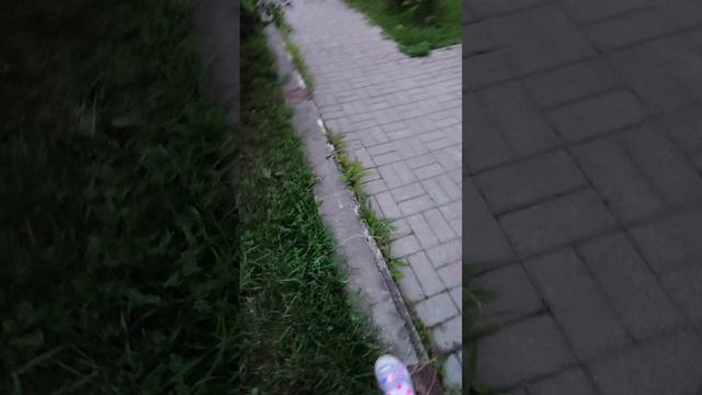 Влог с собачками