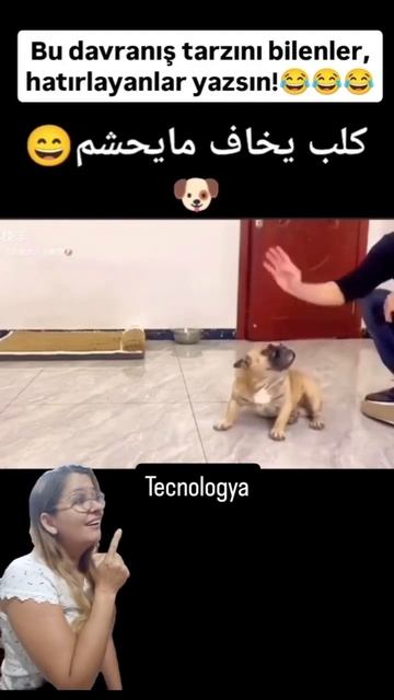 очень смелая собака