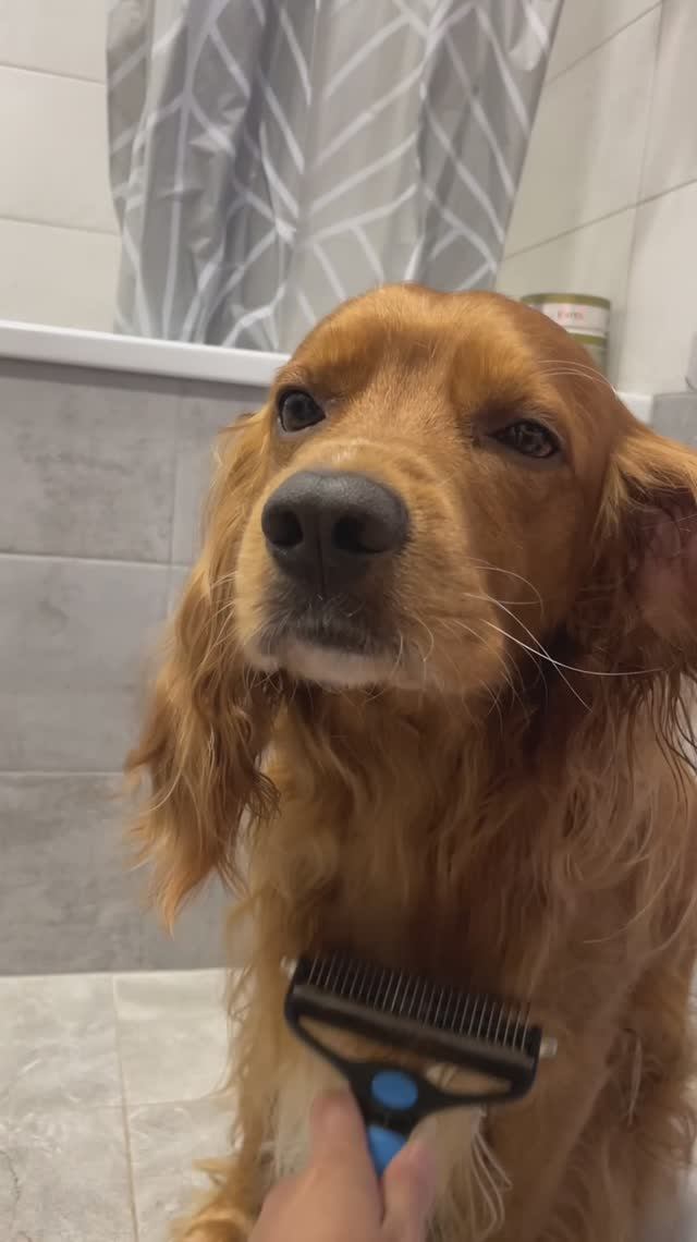Водные процедуры 🐕