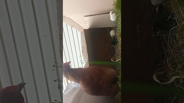 Жизнь пи-пи-пи часть 2