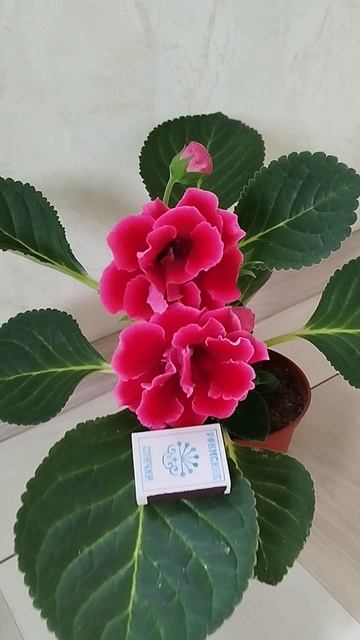 Махровая🏵 глоксиния🏵Бракада рэд🔥