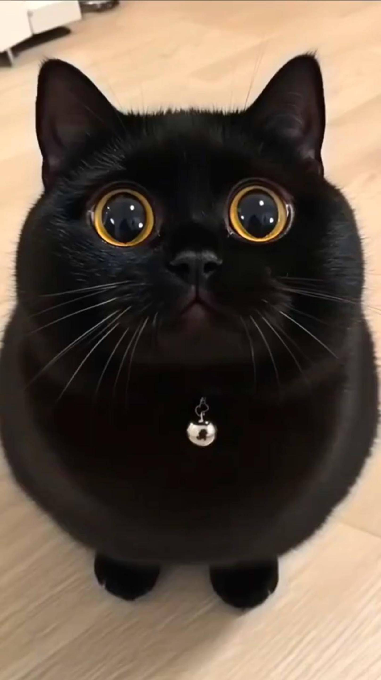 🐱 Funny cat videos 🔥 ОЧЕНЬ Смешные ВИДЕО 😂 Try not to laugh 🙀 #funny #юмор #shorts