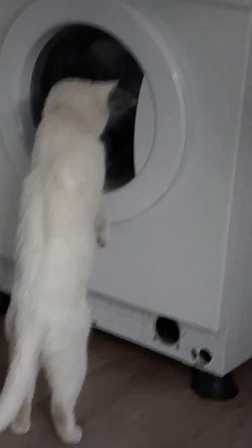 мой любопытный кот