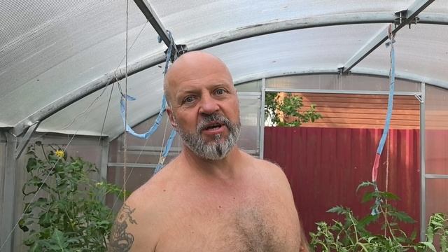 12.07.2025. Обрезка жирующих томатов. У Игорька вчера сломалась рабочая лошадка.