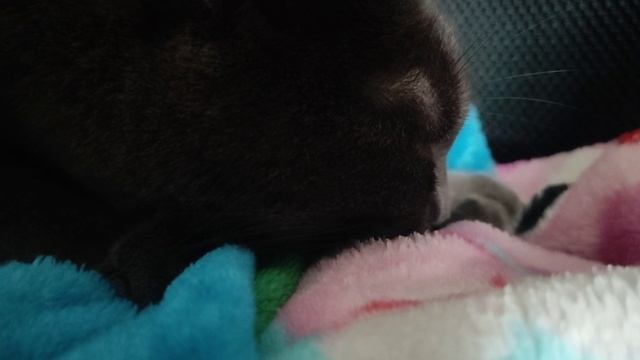 фелден котик