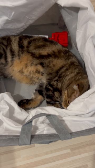 Сладко спящая шотландская вислоухая кошка 🐱