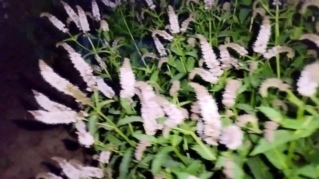 вечерний обзор сада в начале июля
