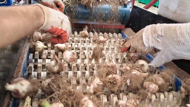 Garlic harvesting in Russia Lydia variety.
