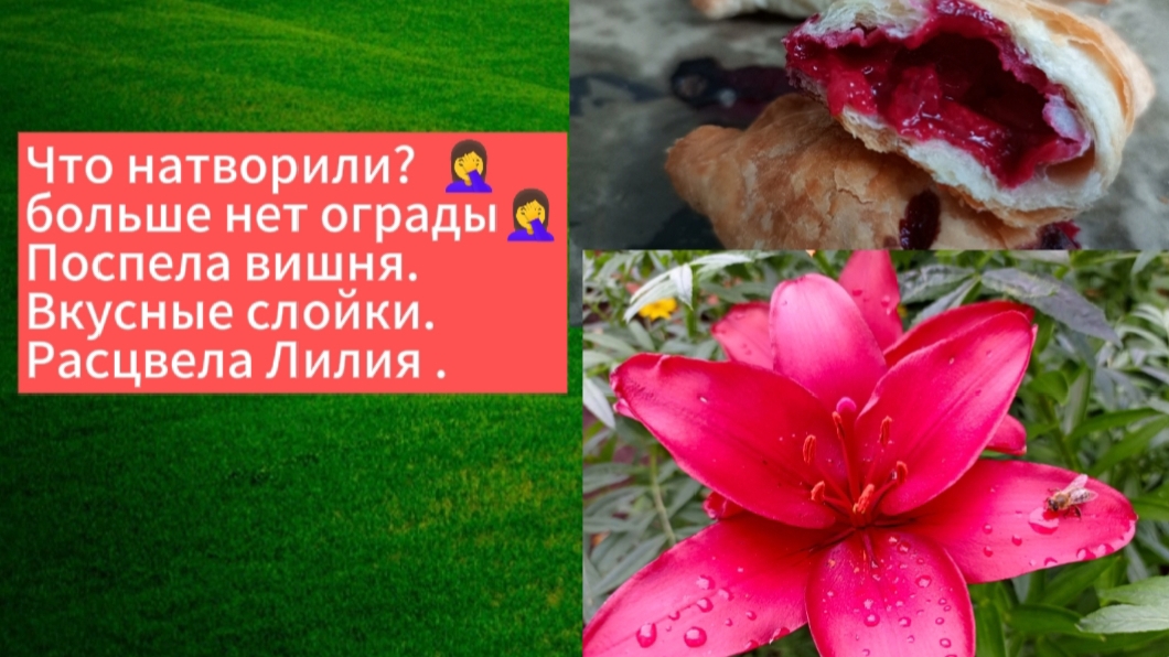 14-07-2025Что натворили? Больше нет ограды 🤦♀️. Поспела вишня.Вкусные слойки.Расцвела Лилия.
