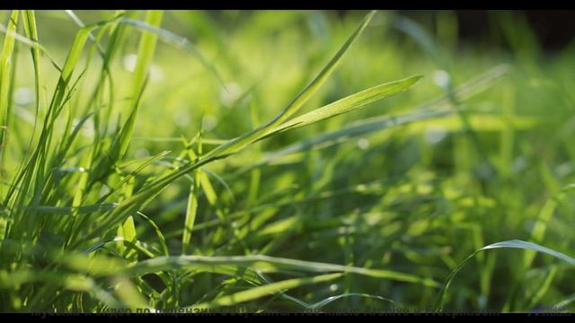 Кадры природы, которые изменят ваше мировоззрение! - Aspire -- Scott Holmes Music -- Corporate + Mot