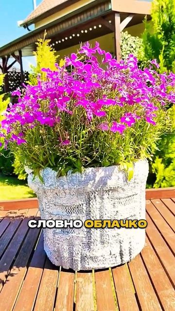 Посадили и Забыли - цветут ВСЁ ЛЕТО! 🌸😮  #цветы #садоводство  #сад