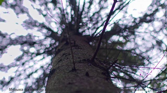Леса и саунд рождают внутри новый мир - Find A Way -- Small Tall Order -- Easily