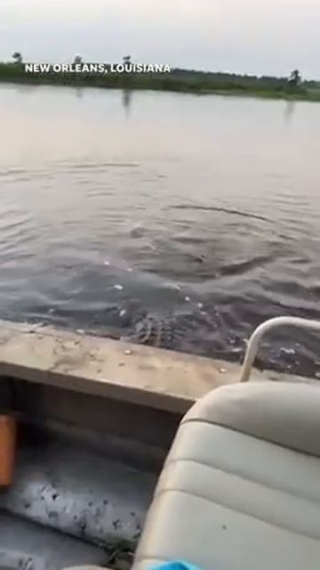 Здравствуйте, а Чебурашка выйдет? 😅
