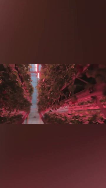 Dyson построила гигаферму будущего