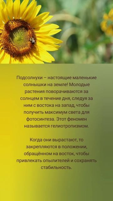 Как подсолнухи следуют за солнцем 🤗🌻🌞