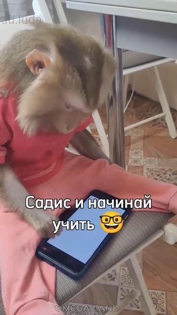 Эта что значат пупсик 😏 @LsOmega #енотки #фиксики
