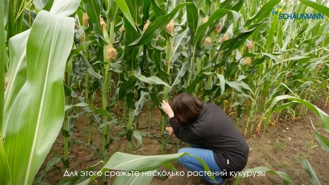Определение дрожжей и плесени