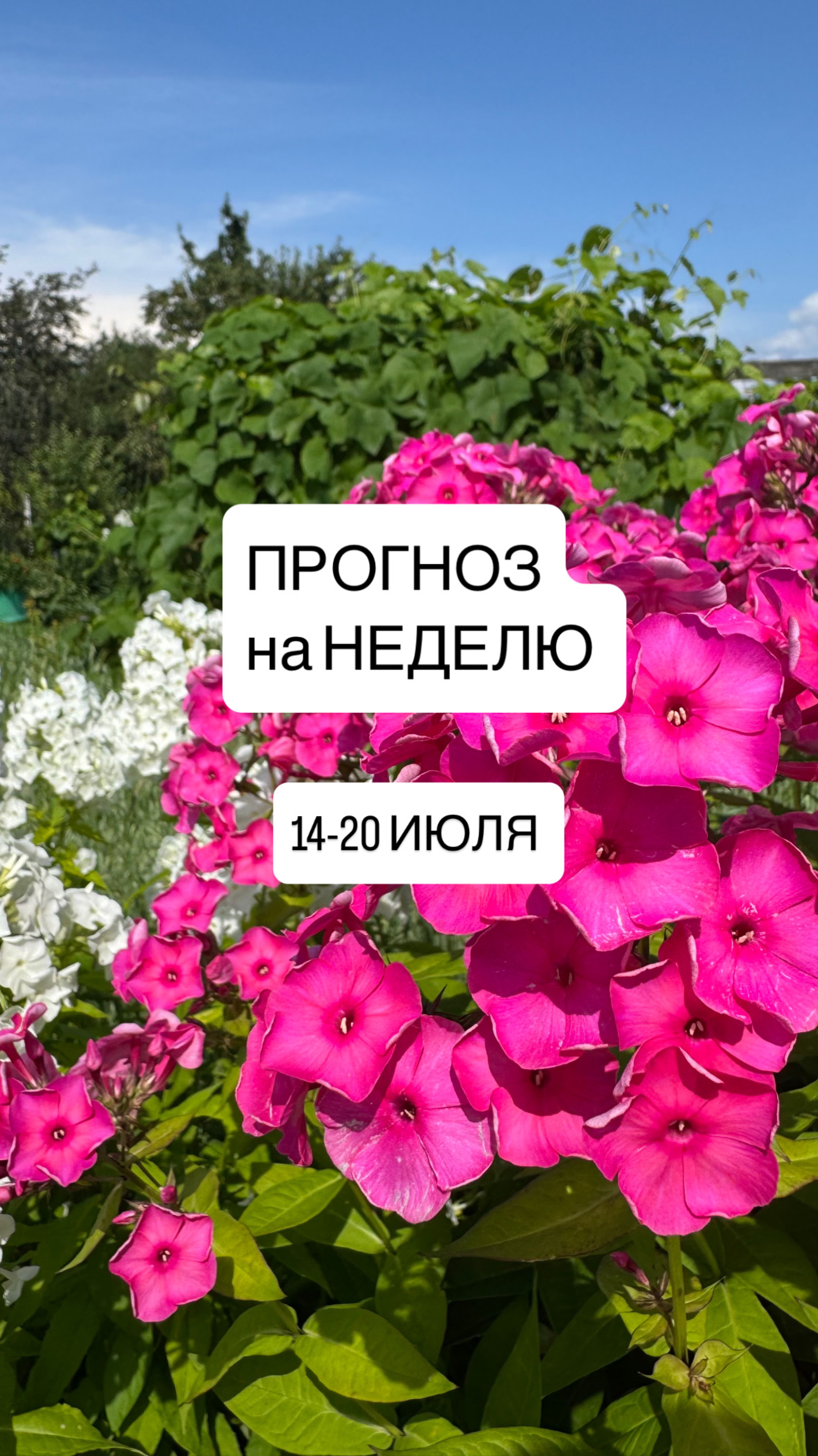 Прогноз на неделю с 14 по 20 июля