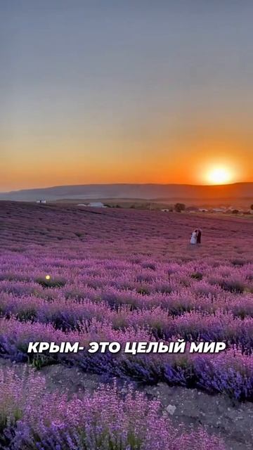лавандовое поле