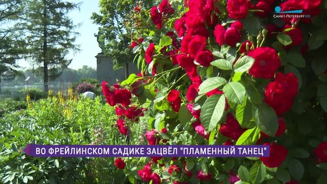 «Пламенный танец» во Фрейлинском садике Царского Села