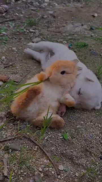 Два друга ❤️🥰🐕🦺🤩