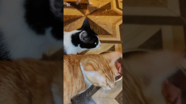 Наша Мяляк (Ангел) очень любит бульончик
