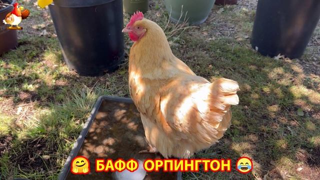 Куры Бафф Орпингтон ласковые золотые несушки❣️🤗😂 (24)