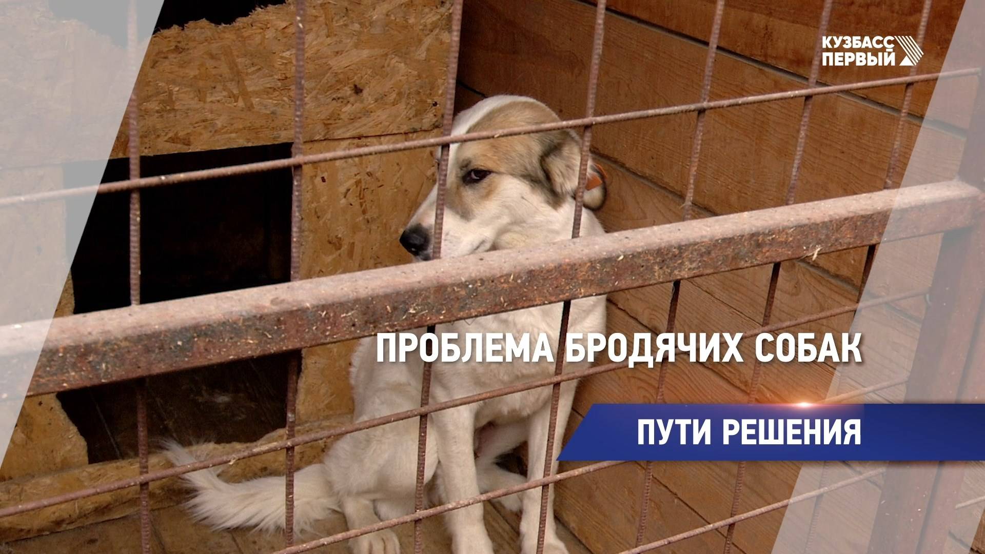 Проблема бродячих собак