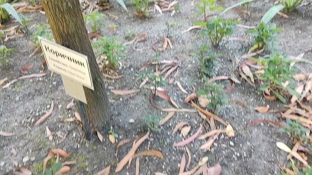 День четвертый, территория санатория