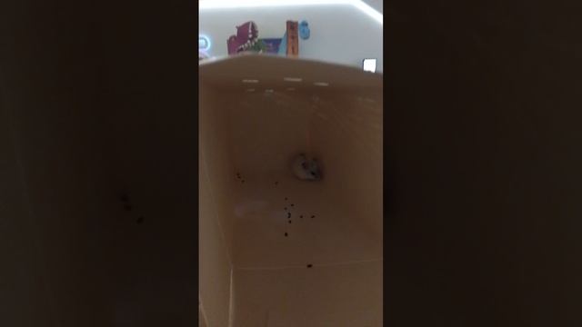 у меня новый хомяк 🐹