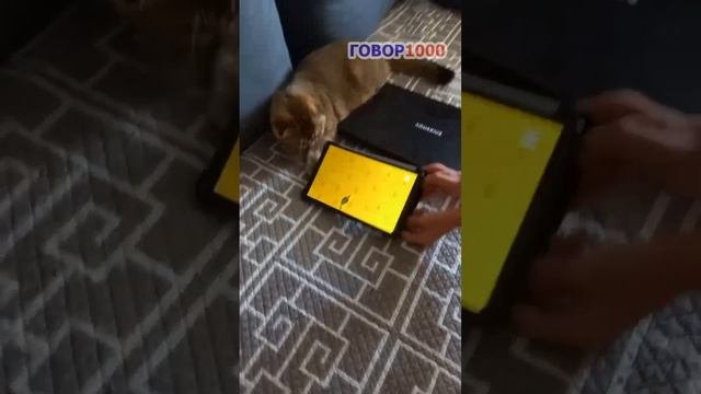 Кот Рыся любит видеоигры