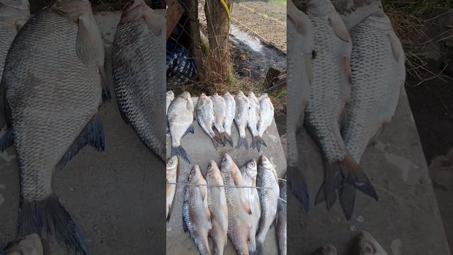 🔥Жырный УЛОВ с Волги(обзор)🔥 ...рыбалочка на Волге !!