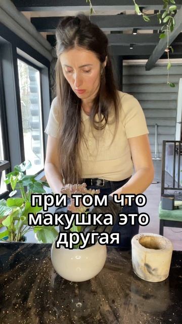 #озеленение #фитодизайн #комнатныерастения