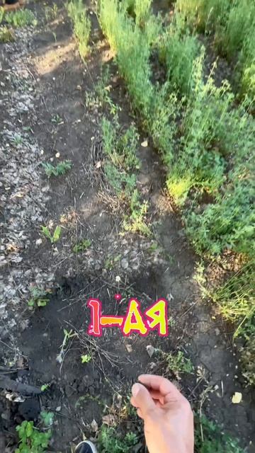 Выхи в Мордовии 🔥
#yappy #приборныйпоиск #коп #мордовия