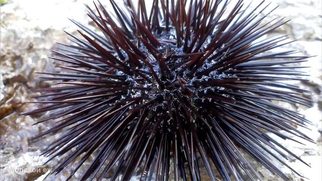 Какая часть Морских ежей — класс Echinoidea Schumacher, 1817 наиболее полезна для человека ?