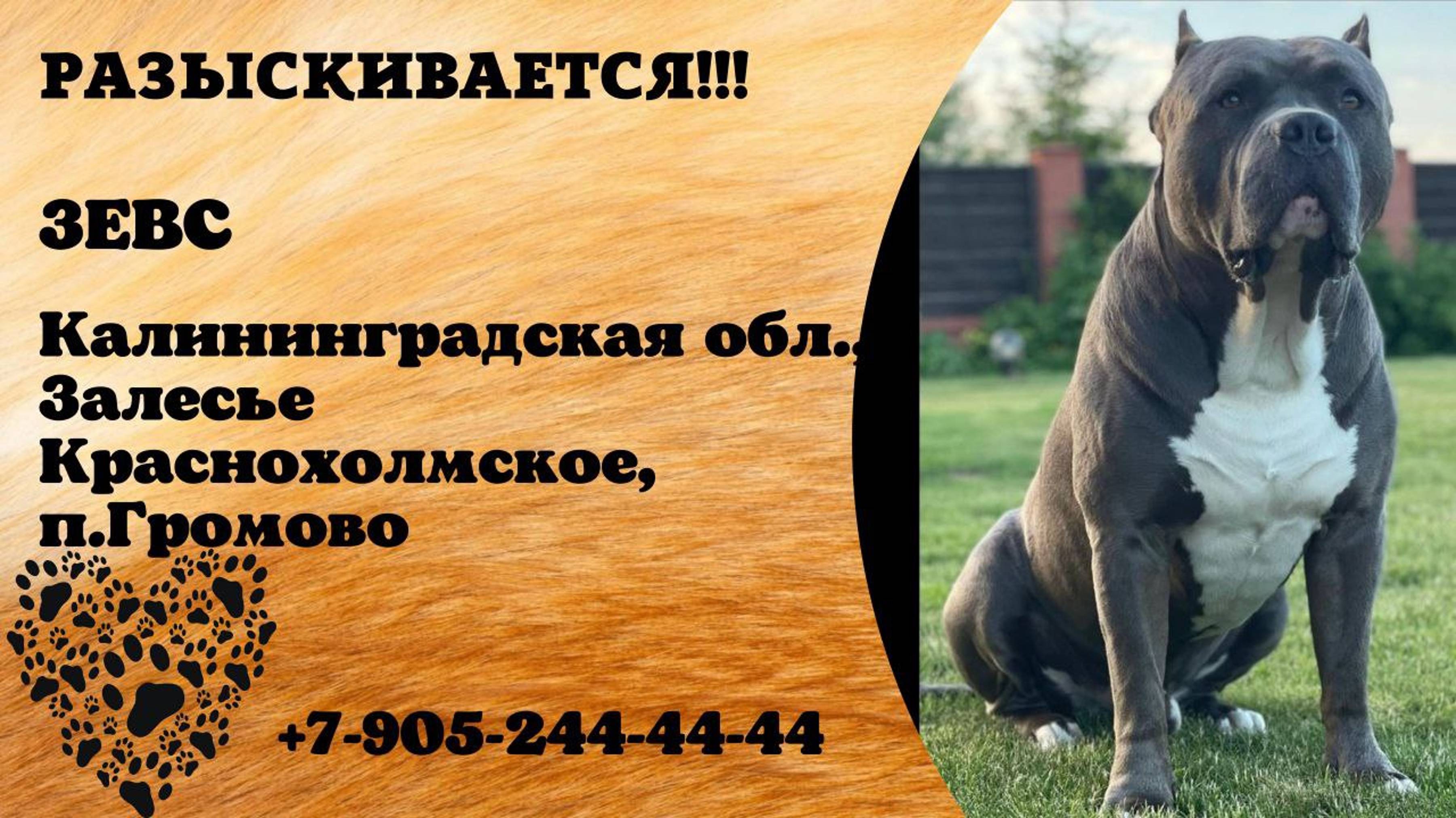 Пропала собака! ЗЕВС. Калининградская обл,   Залесье,  Краснохолмское,  Громово