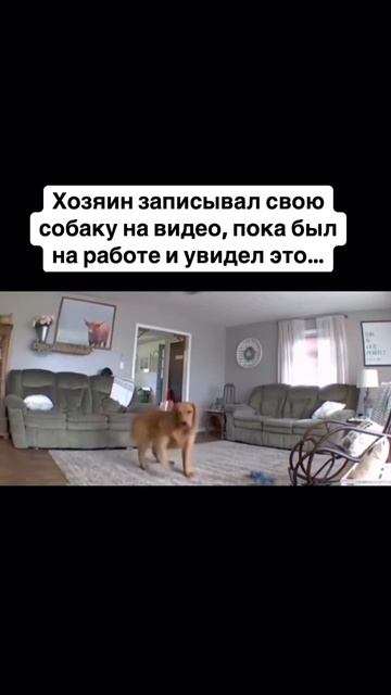 🤍🐩🐕🦺🐶