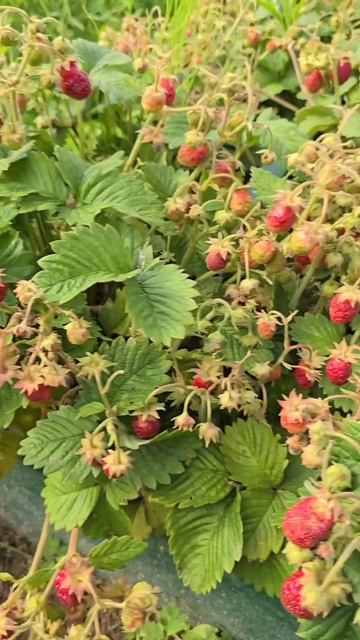 🍓 Погрузитесь в яркие летние вкусы!