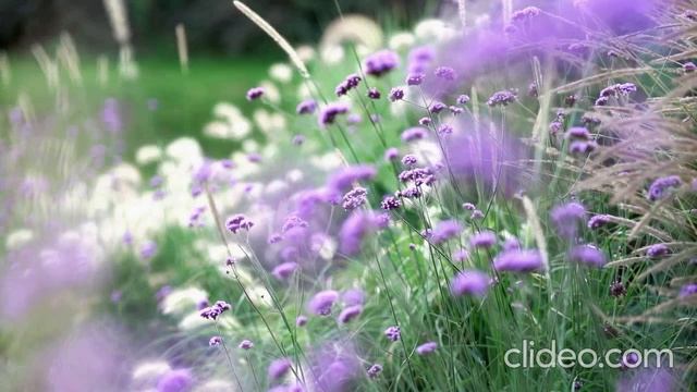1000017421.mp4
✨Крылья заботы✨