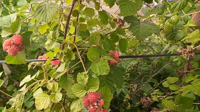 Ежемалина Рэд Даймонд. 14.07.25 г.