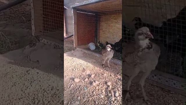 1000141021.mp4