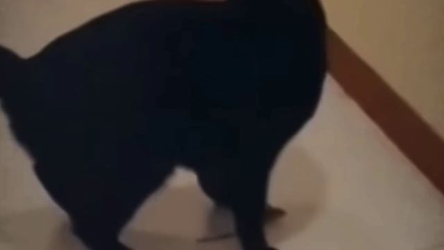 Гениальный мышонок🐭🤨🤣