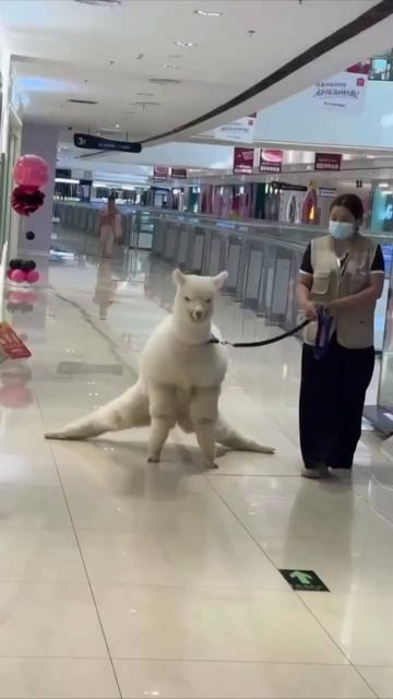 АЛЬПАКА СЕЛА НА ШПАГАТ 😊